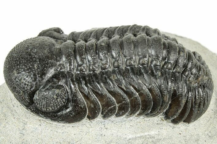 Detailed Austerops Trilobite - Ofaten, Morocco #323574